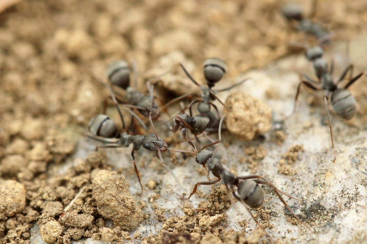 Ant Management